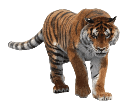 Contact image at Paradise Nagzira